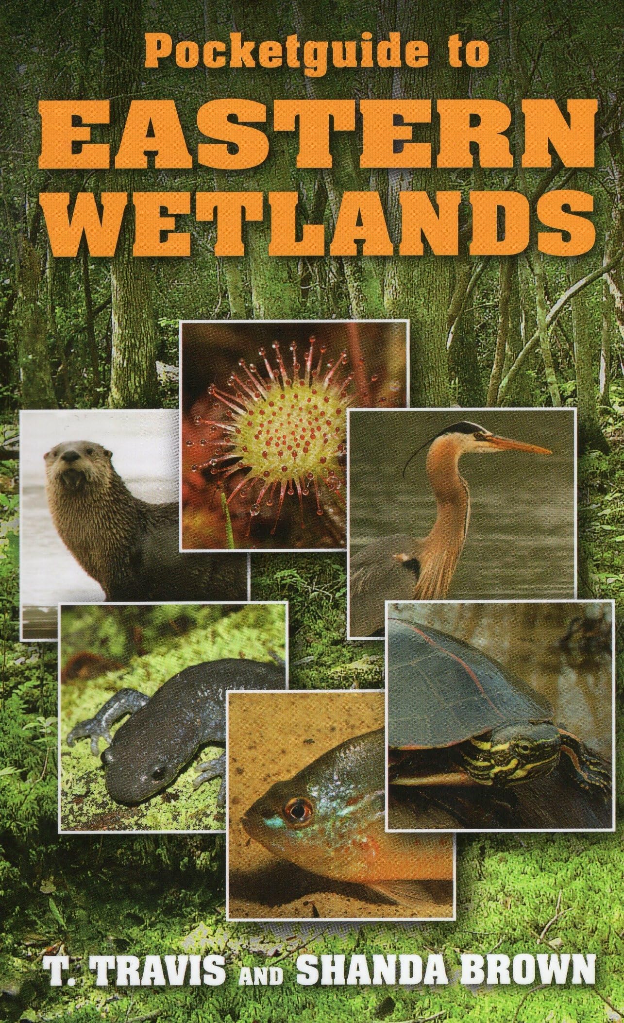 Pocketguide to Eastern Wetlands - 7906