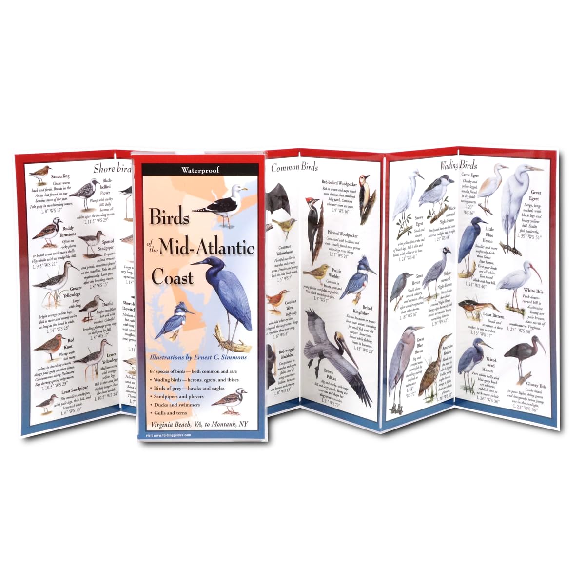 Birds of the Mid-Atlantic Coast: Folding Guide
