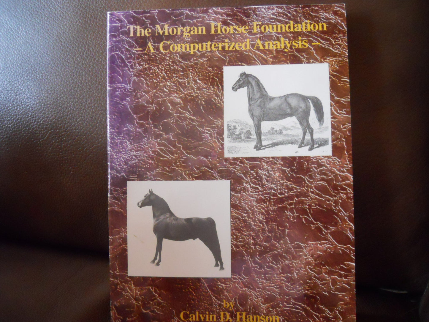 The Morgan horse foundation : a computerized analysis