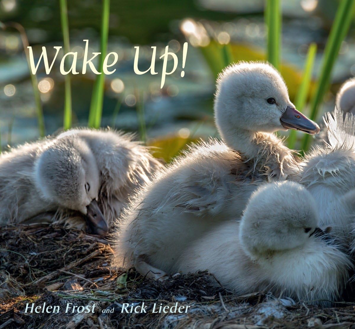 Wake Up! (Step Gently, Look Closely)
