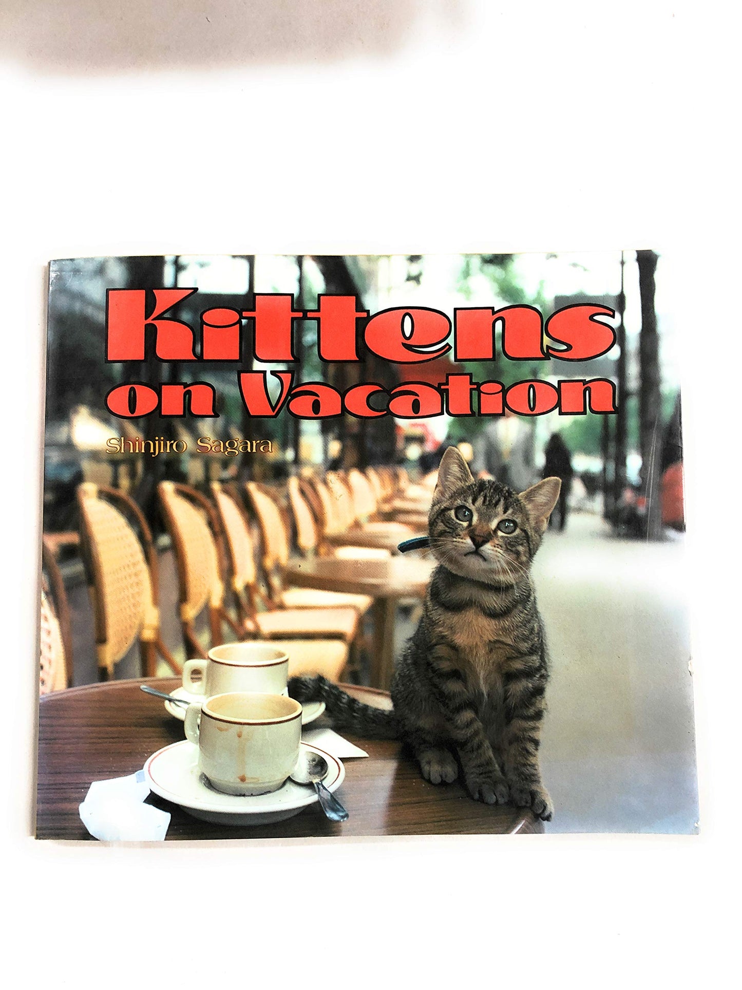 Kittens on Vacation
