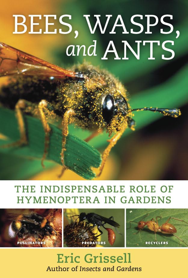 Bees, Wasps, and Ants: The Indispensable Role of Hymenoptera in Gardens - 3848