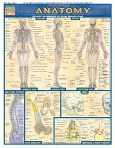 QuickStudy Medical Academic laminated chart - ANATOMY