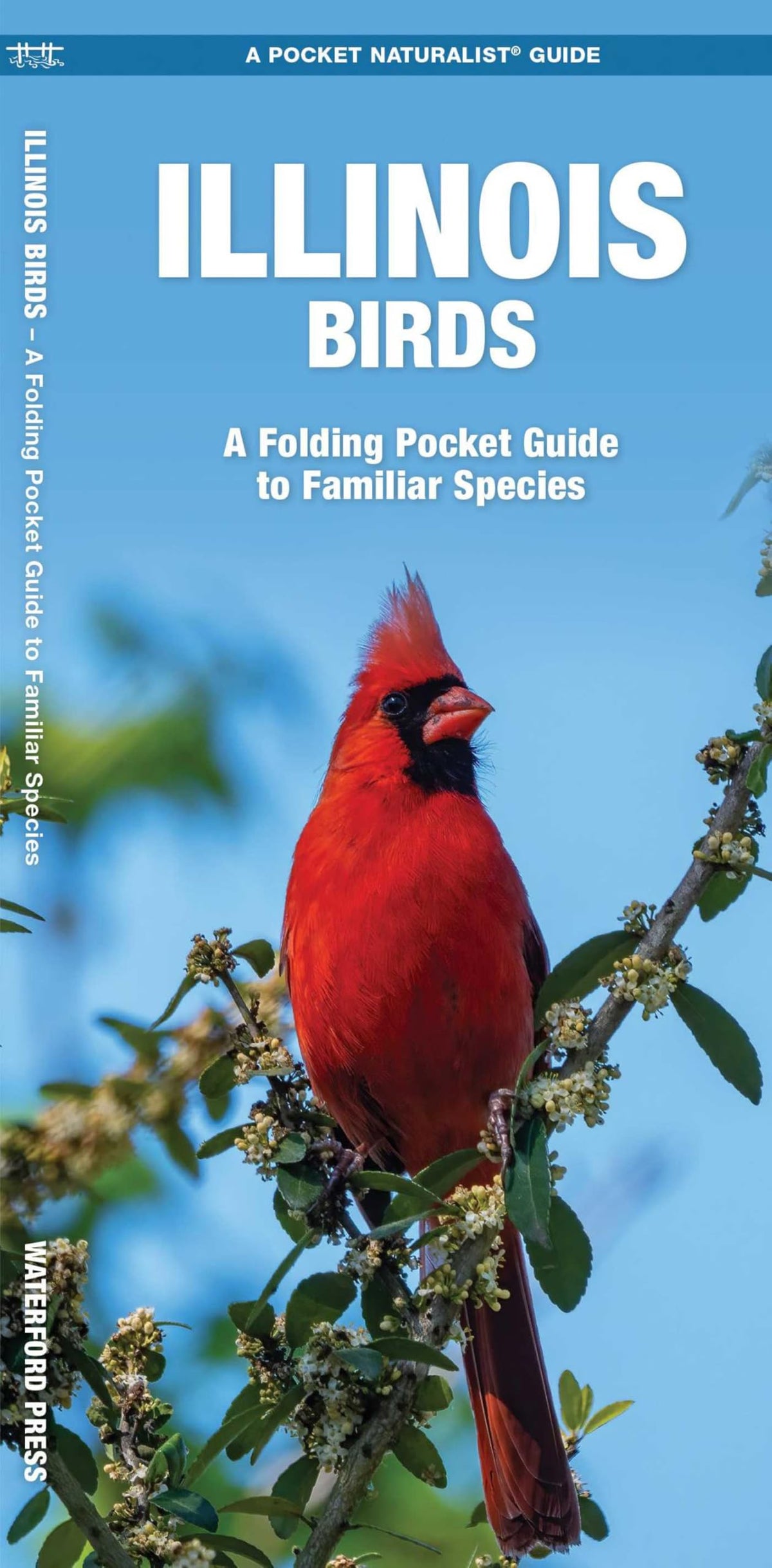 Illinois Birds: A Folding Pocket Guide to Familiar Species (Nature Observation North America)