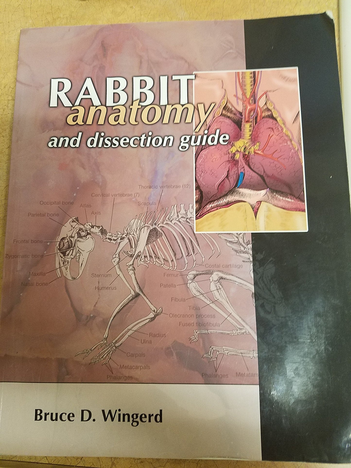 RABBIT ANATOMY+DISSECTION GUIDE